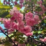 파주 가볼만한곳 브릭루즈에서 브런치먹고 운정공원 겹벚꽃구경하기
