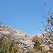 인천 벚꽃축제 벚꽃볼만한곳 SK석유화학