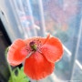 베란다 정원에서 마주한 꽃양귀비 한 송이
