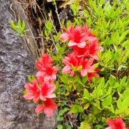 봄에 피는 화려한 분홍색꽃 철쭉 꽃말