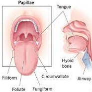 1. 중력의 관계 혀의 위치와 얼굴편(임상노트)