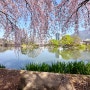 창녕 가볼 만한 곳, 수양버들 벚꽃 핫플 영산 연지못, 인증샷 성지 영산 만년교