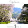 서울대공원 벚꽃길을 가다