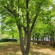 야광나무- 인천중앙공원