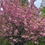 [인천 가볼만한 곳] 겹벚꽃 명소 , 자유공원 (+포토존 꿀팁 ,주차 정보)