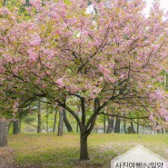 [사진여행]📮밀양 겹벚꽃, 등나무명소 "밀양댐생태공원"