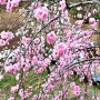 서산 겹벚꽃 명소 문수사의 봄