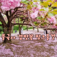 경주 겹벚꽃 명소 불국사 겹벚꽃 실시간 개화 상황 4월 22일