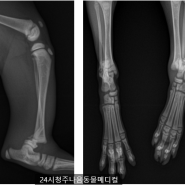 어린 고양이 환자의 뒷다리 원위부 성장판 골절