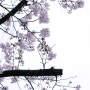 도쿄 한 달 살기 #10 : 앙리 마티스와 벚꽃 나무들