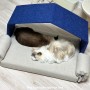 강아지방석 고양이침대소파 펫슬립케어 애견하우스 꿀잠 대형견마약방석추천