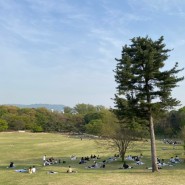 잠실 새마을 시장과 올림픽공원 나홀로나무 & 서울숲 튤립축제 방문후기