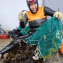 제주 해녀돕기 자연산 물미역 판매