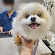 부천 24시동물병원 강아지건강검진 24시해든동물메디컬센터