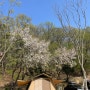 캠핑일기 월간캠핑 2024년 4월 캠핑일기 - 이천 벚꽃캠핑장 어름박골캠핑장 🌸