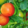 맛과 신선도 상승 토마토 모종 심기 첨가제 와 엽면시비