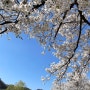 대성리 억새공원 :: 4월 가평 청평 벚꽃명소, 피크닉 장소 추천 (뒷북)