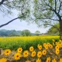 [ 대전 근교 드라이브 ] 옥천 친수공원 유채꽃 나들이