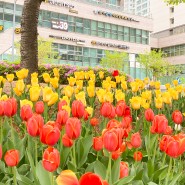 튤립 축제 인천 송도에서 화사한 봄꽃 나들이
