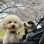 강아지 산책일기 크앤쿠 산책하개 D-178, 2024 벚꽃 스토리 1탄