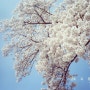 필름카메라, CANDIDO 200 필름으로 촬영한 벚꽃사진 (feat. 캐논 오토보이3)