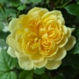 에버로즈 레몬버블 첫 개화와 선물받은 어린 장미 모종 삽수