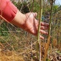아스파라거스 키우기 모종 씨앗 재배
