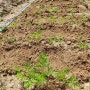 당근 심는시기(파종시기) - 모종 씨앗 심기 당근싹 재배 키우기