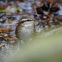 숲새(short-tailed bush warbler)