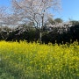 스치듯 지나간 벚꽃을 추억하며(feat. 고사리), 4월 일기