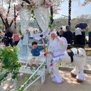 2024 렛츠런파크 서울 벚꽃축제 벚꽃기자단 후기 (과천 경마공원)