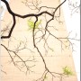 [정동길]오래된 회화나무 새순