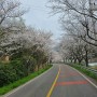 주월산 가는 길 벚꽃이 멋진 오도재 그리고 겸백 중학교