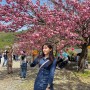 천안 겹벚꽃 각원사 만개 | 사실 사진 자랑하는 글