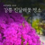강릉 진달래꽃 명소, 경포대 입구