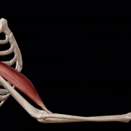 위팔두갈래근(상완이두근, Biceps brachii)