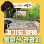 양평 애견동반 가볼만한 곳 용문사가 있는 용문산 관광단지 강아지 산책