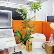 수경재배식물 사무실 책상에서 키우기 좋아