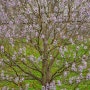 영국 눈부신 4월 정원 Arundel Castle 튤립 축제