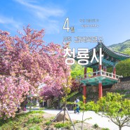 경남 겹벚꽃 명소 사천 청룡사 인스타그램 포토존