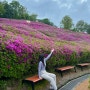 경기도 4월 꽃구경 봄 가볼만한곳 군포철쭉축제 실시간 개화상태 주차 꿀팁 가는법