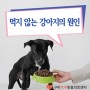 사료를 먹지 않는 강아지 원인과 해결책