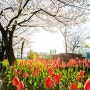 연지공원, 김해 연지공원 벚꽃과 튤립
