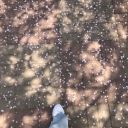 망원한강공원 벚꽃이 많이 졌고 지금은 여름이 오는 중이네요