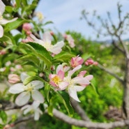주말농장, 애기사과나무키우기 꽃이 활짝 폈어요 (미니사과나무 차이)