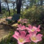 튤립 봄꽃 걷기좋은 산책로 새소리 숲소리 가득한 아리솔쉼터 벽초지수목원 파주여행 아이들과가볼만한곳 서울근교당일치기 꽃놀이 가족나들이