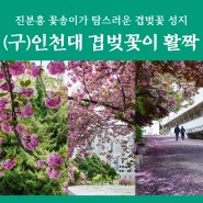탐스러운 겹벚꽃이 모여 있는 제물포 (구)인천대학교