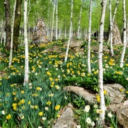 화담숲봄꽃들과 트레킹완주기념마그네틱받는법