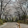 인천 청라 벚꽃구경하러 가기 너무 좋은 곳 추천