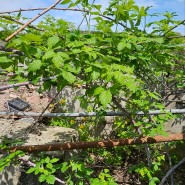 키우기쉬운식물 텃밭 작물 복분자 나무 가지치기